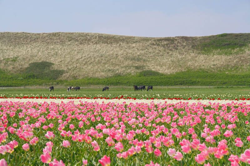 Tulip Fields Callantsoog